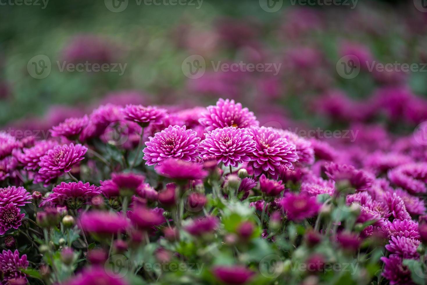 les plus petits chrysanthèmes violets du parc sont sur un fond vert foncé photo