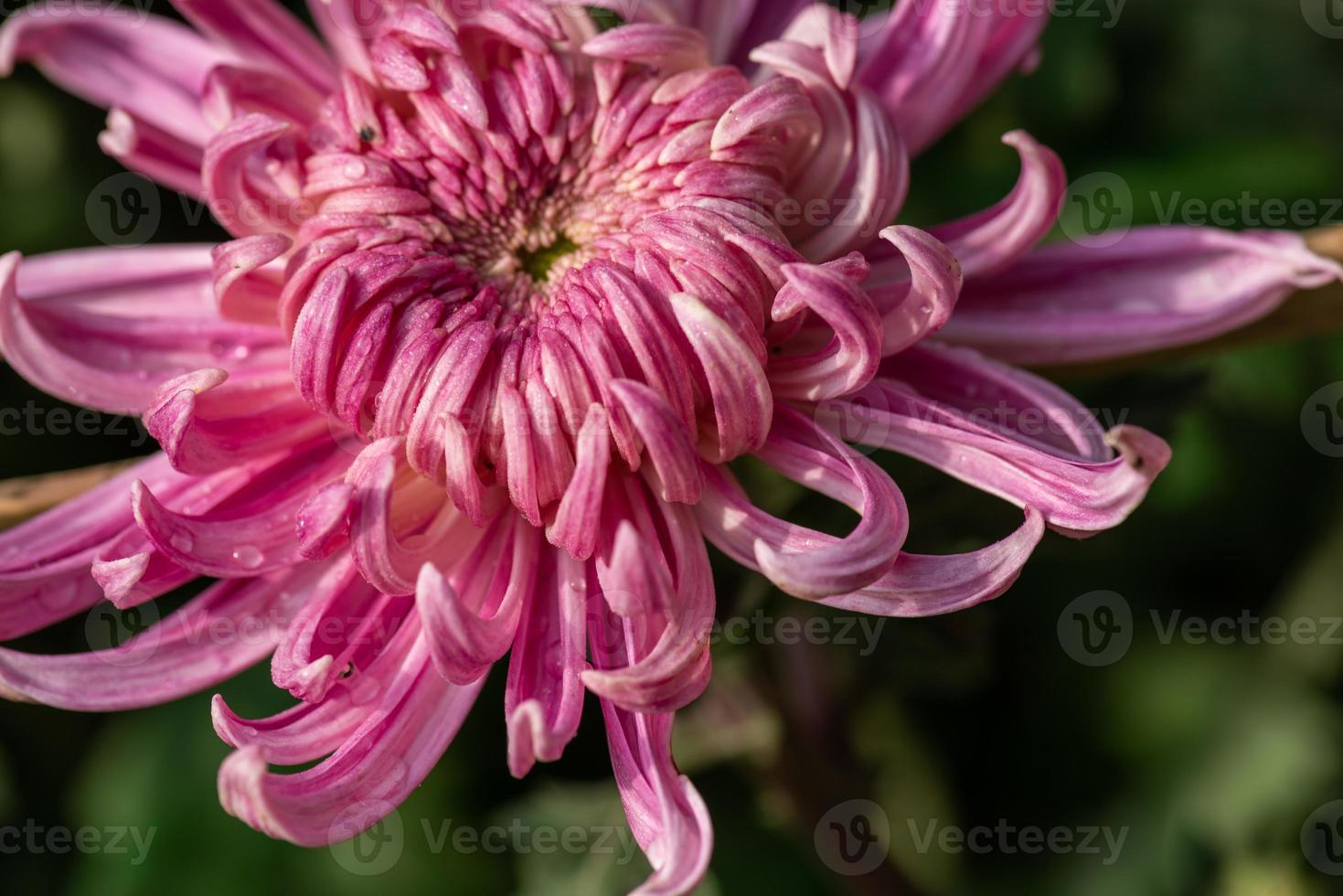 gros chrysanthèmes violets dans le parc photo