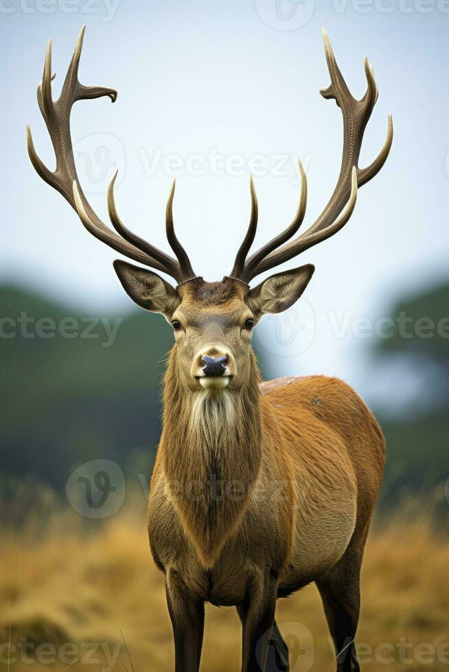 ai généré proche en haut de rouge cerf cerf. ai généré photo