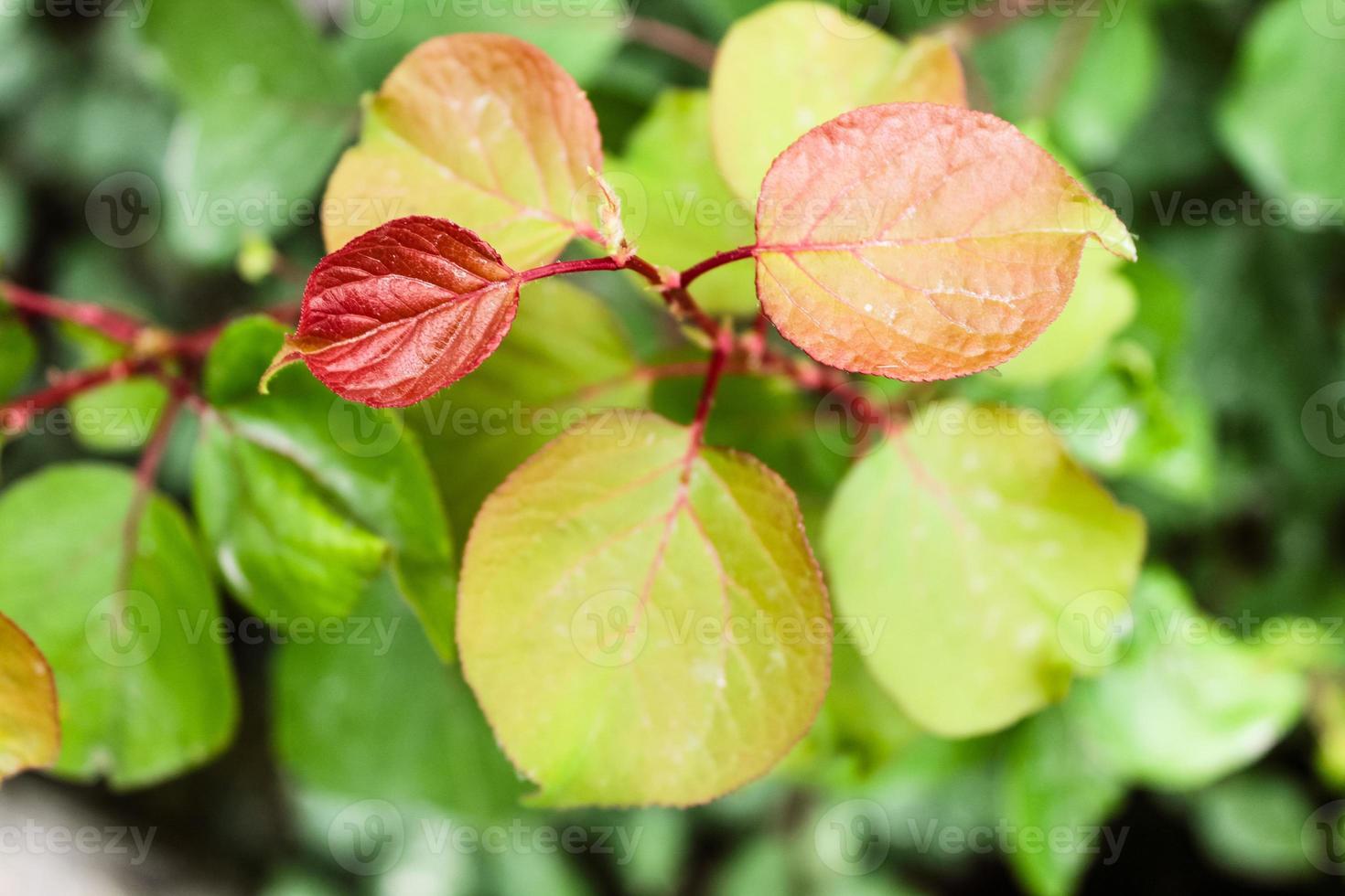 gros plan de belle fleur naturelle photo