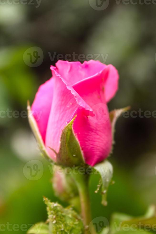 gros plan de belle fleur naturelle photo