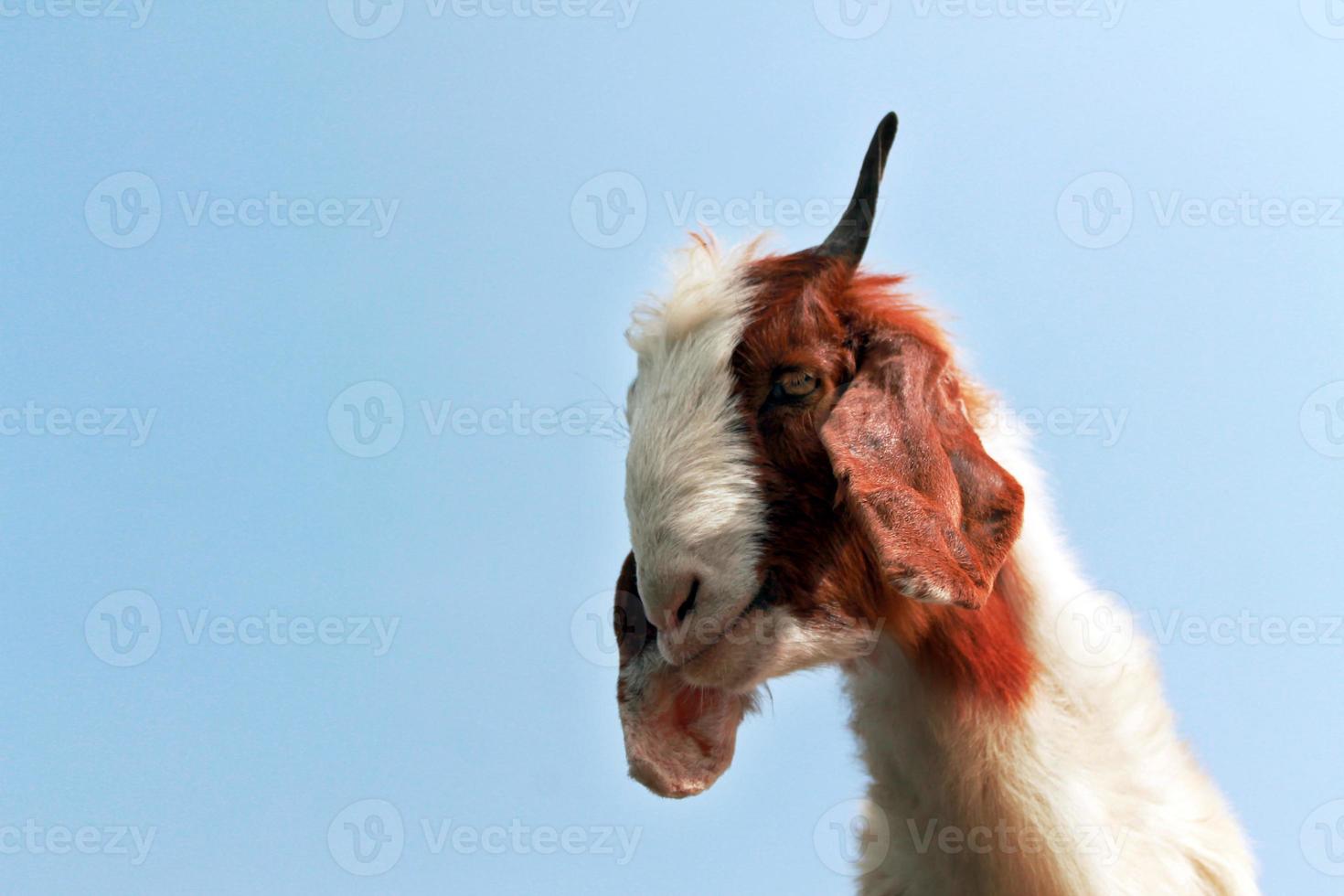 gros plan animal visage de chèvre avec ciel bleu photo