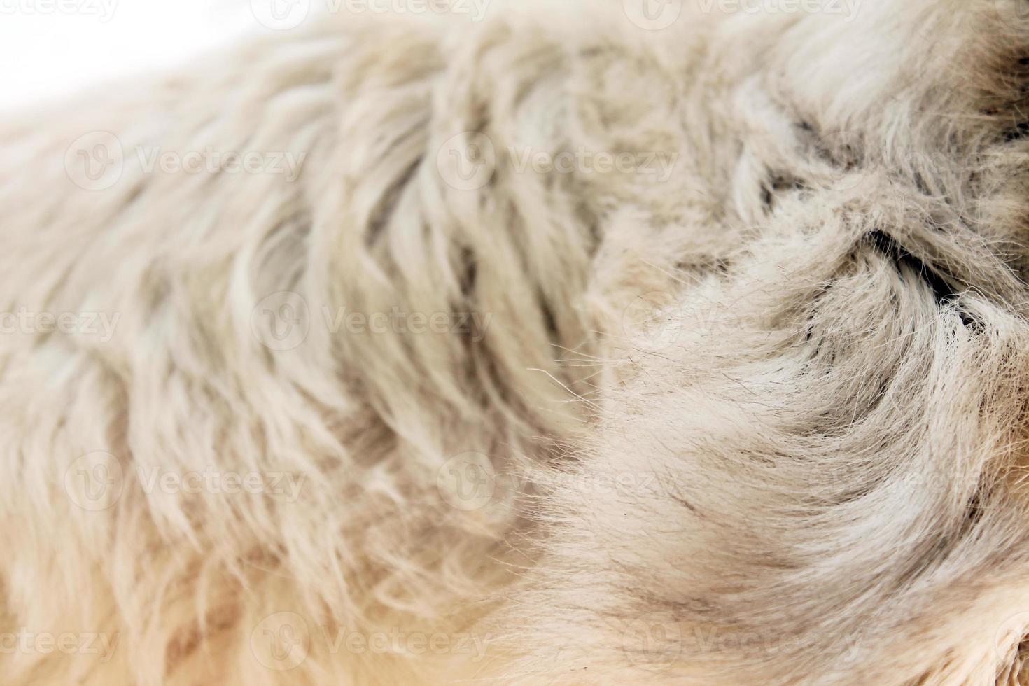 gros plan animal visage de chèvre avec ciel bleu photo