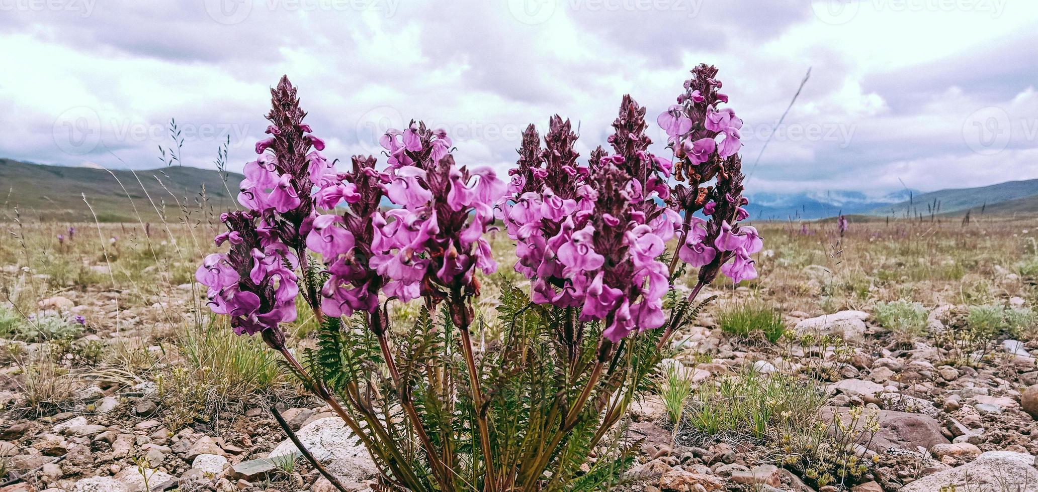 fleurs du parc national deosai photo