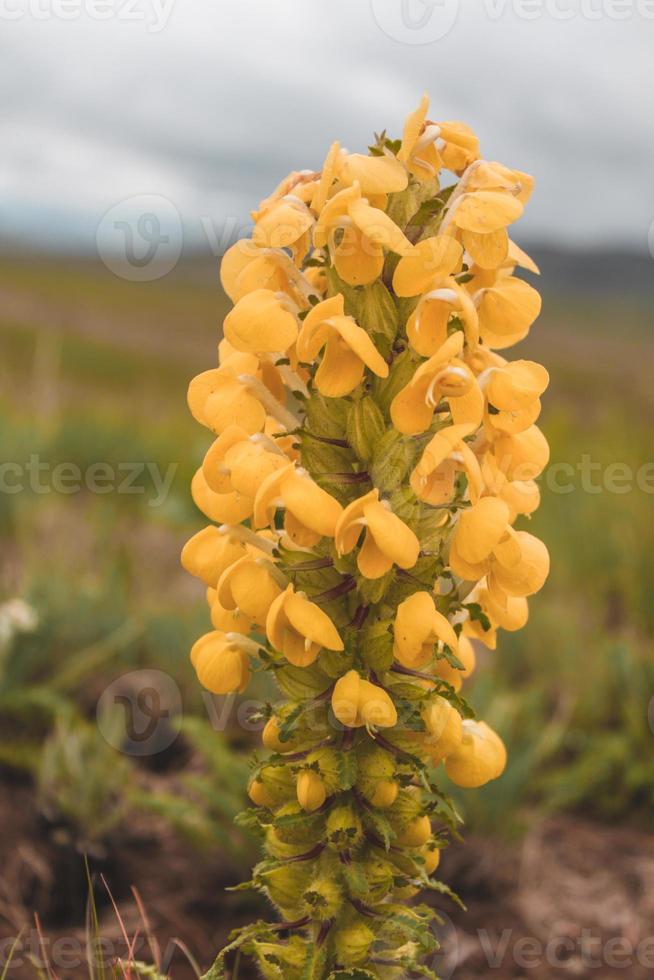 gros plan de belle fleur naturelle photo