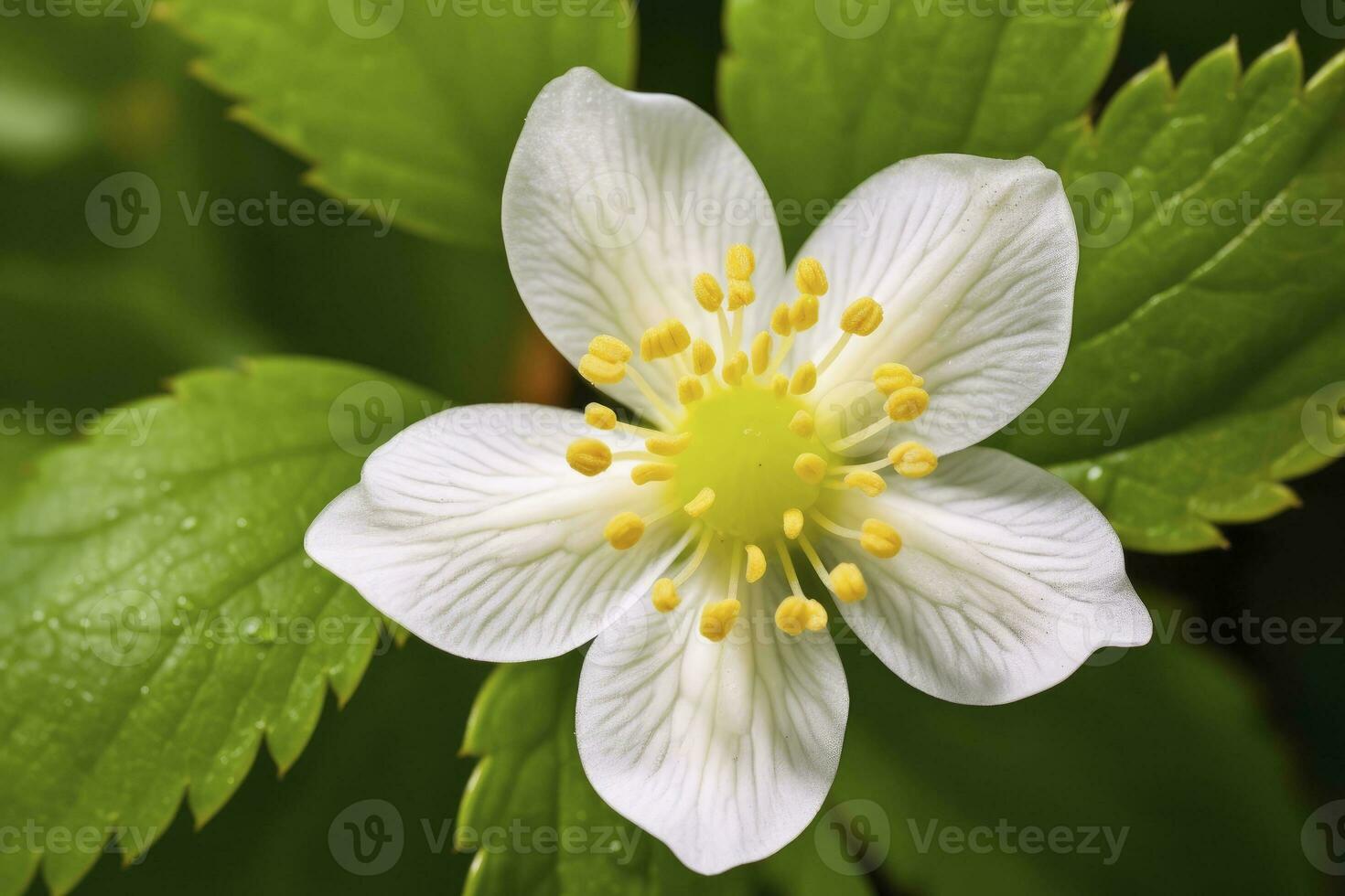 ai généré fraise fleur. ai généré photo