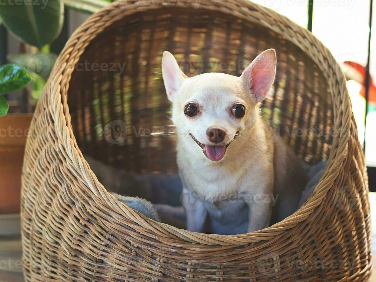 marron court cheveux chihuahua chien séance dans osier ou rotin animal de compagnie maison dans balcon, souriant et à la recherche à caméra. photo