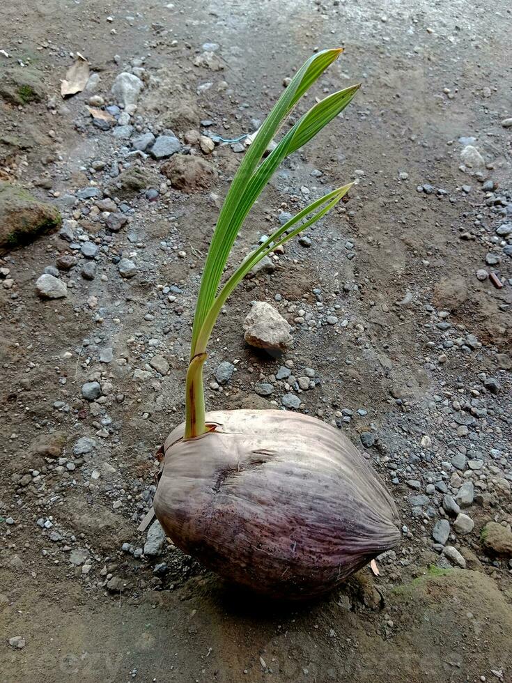 noix de coco semis. tropical fruit graine. photo