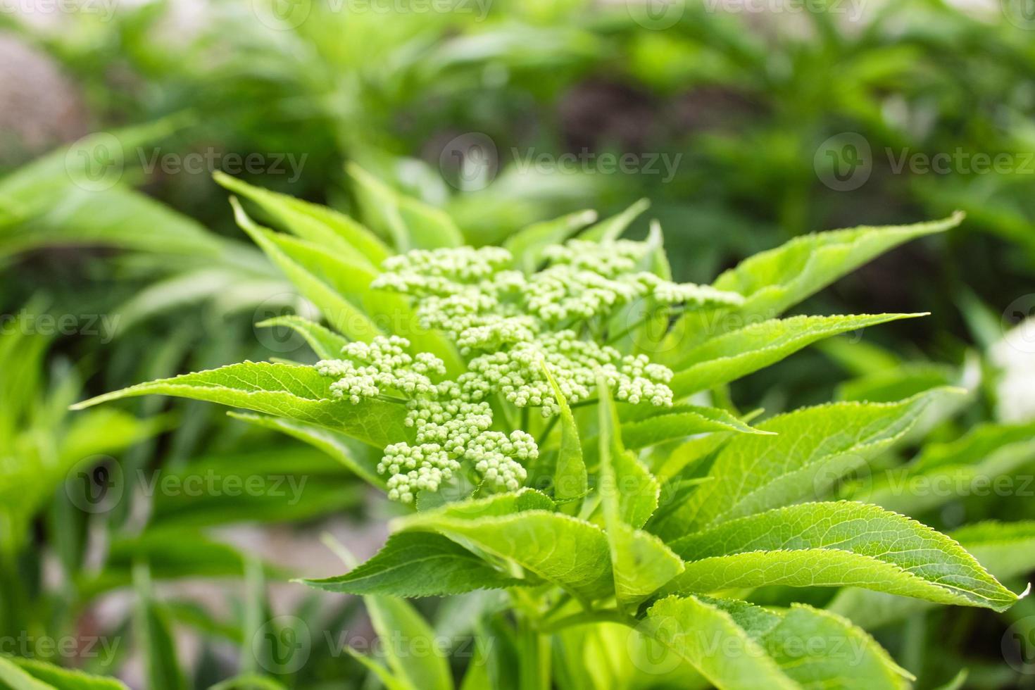 gros plan de belle fleur naturelle photo