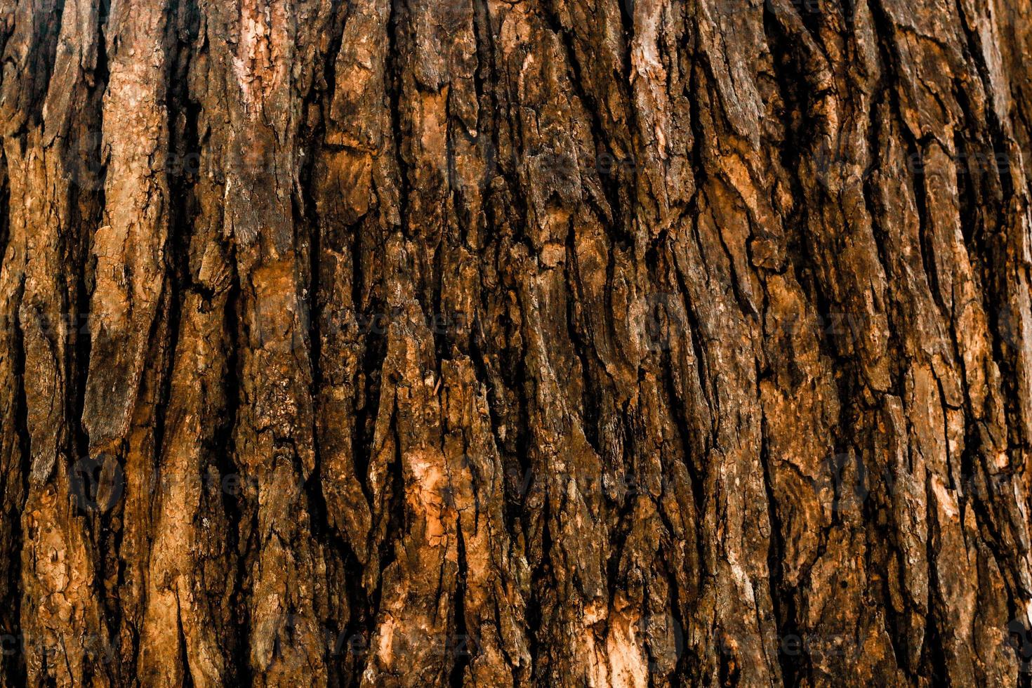 arbre surface bois fond gros plan photo