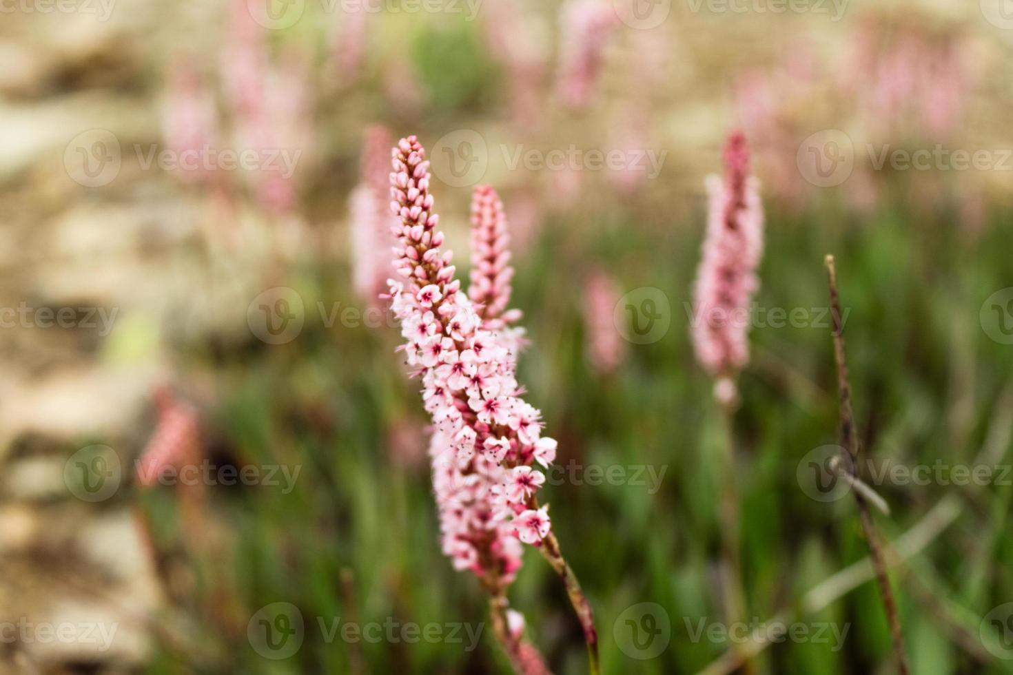 gros plan de belle fleur naturelle photo