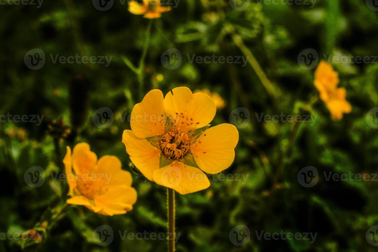 fleur jaune vallée de kumrat beau paysage vue sur les montagnes photo