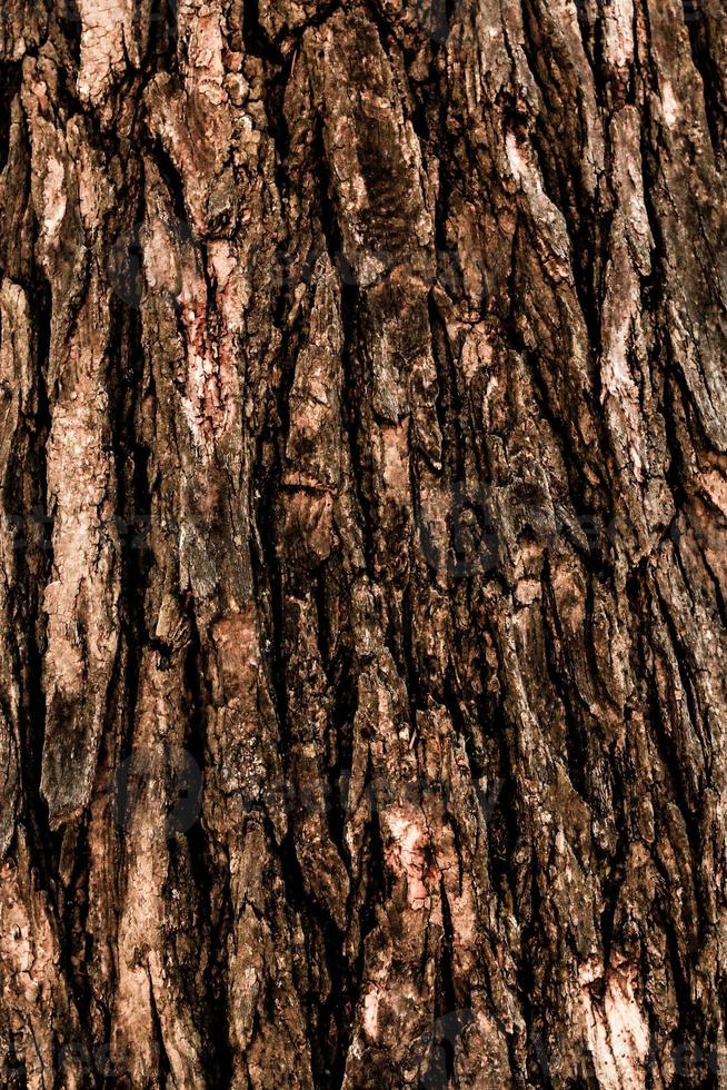 arbre surface bois fond gros plan photo