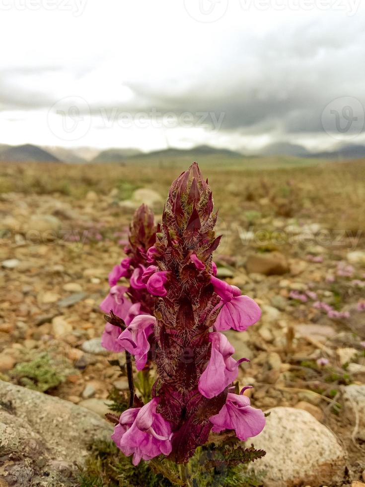 fleurs du parc national deosai photo