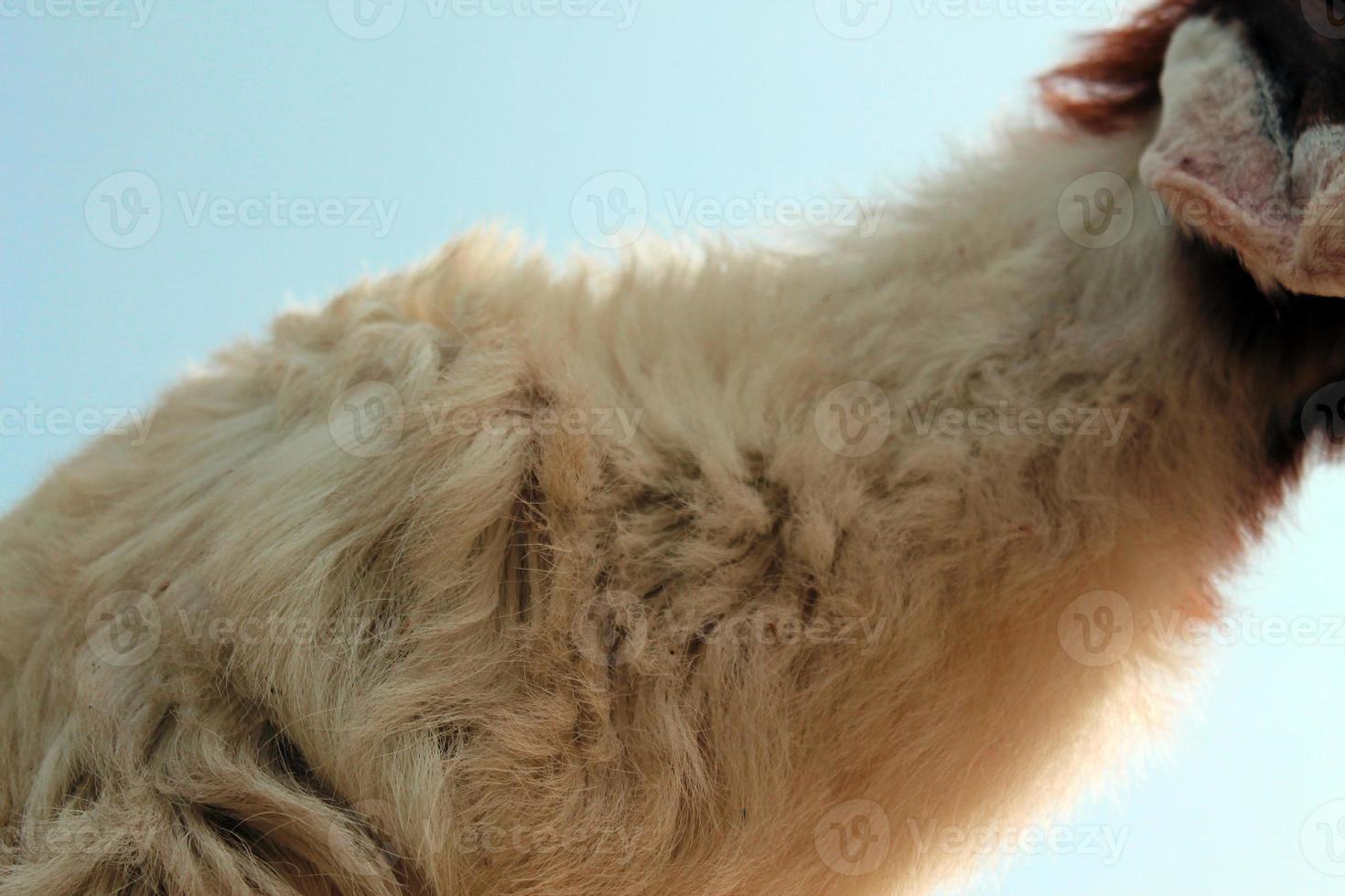 gros plan animal visage de chèvre avec ciel bleu photo