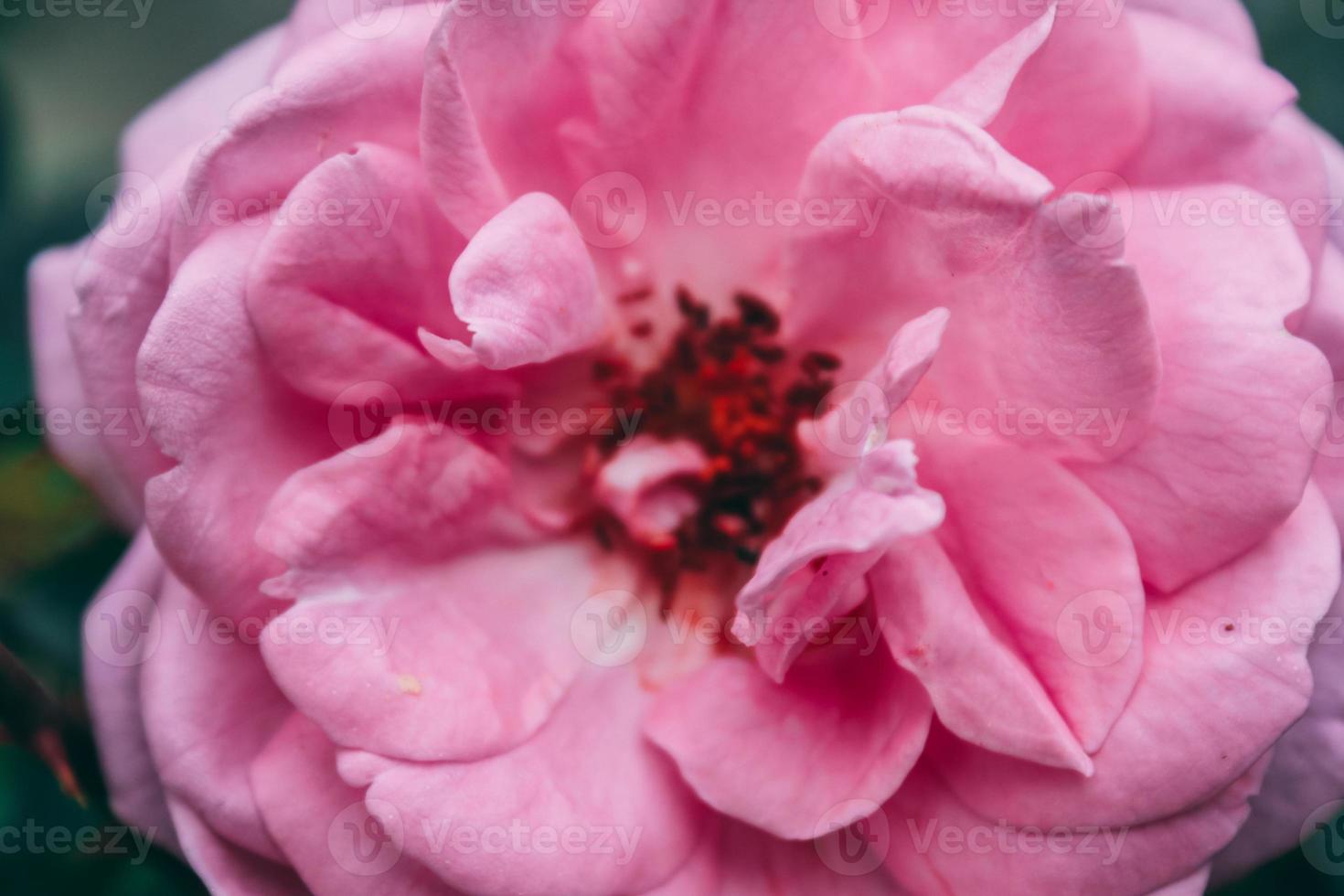 gros plan de belle fleur naturelle photo