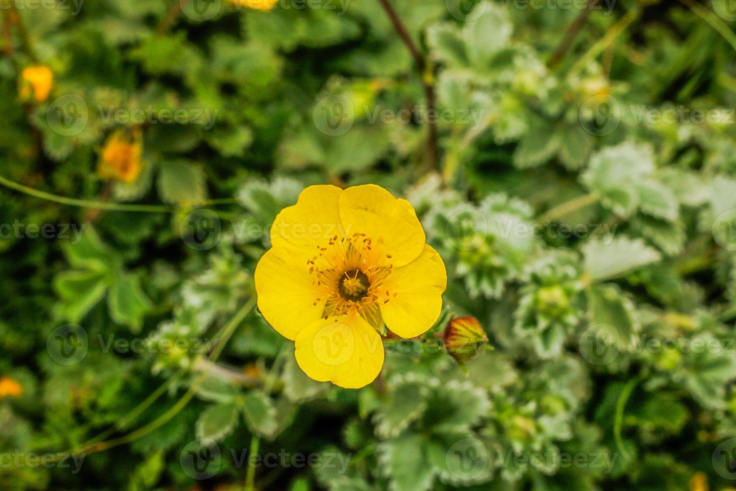 fleur jaune vallée de kumrat beau paysage vue sur les montagnes photo