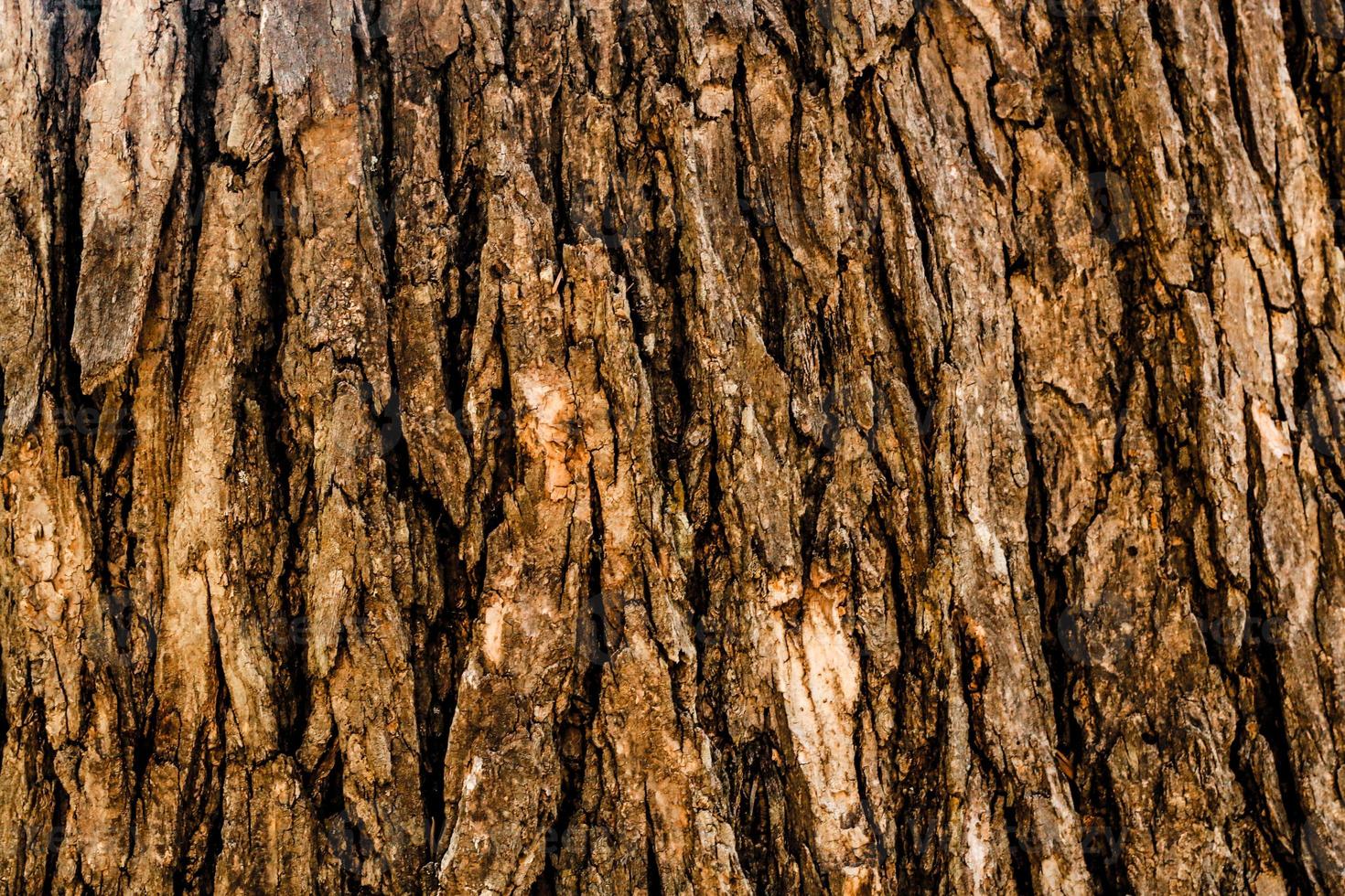 arbre surface bois fond gros plan photo