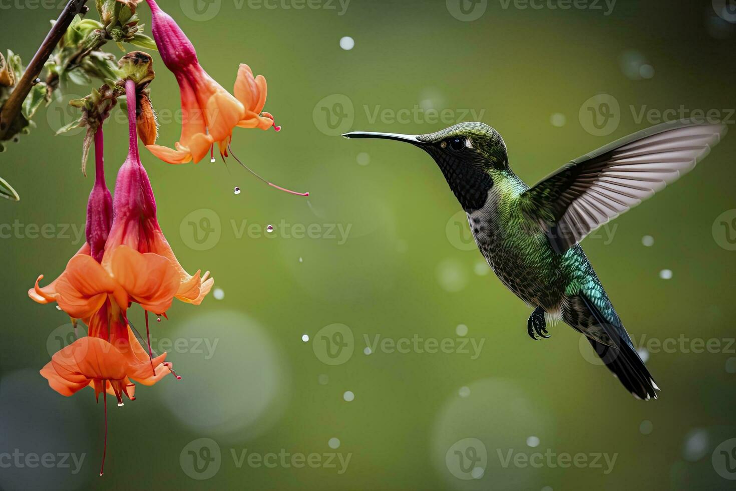 ai généré colibri dans costa rica. ai généré. photo