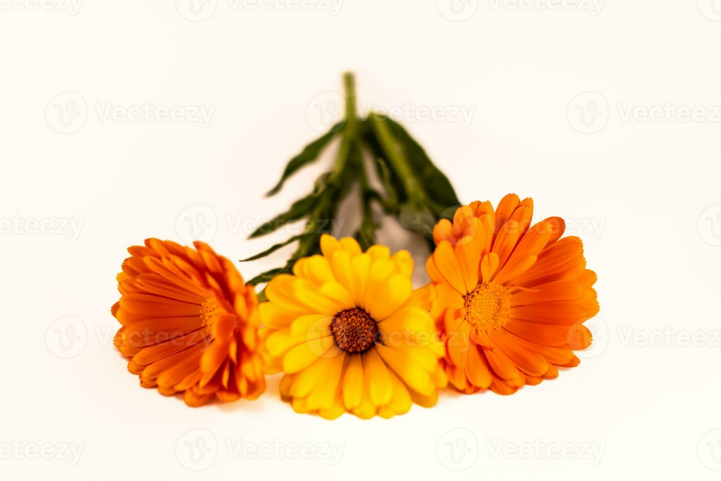 calendula officinalis fleurs sur blanc arrière-plan, les astéracées, calendule photo