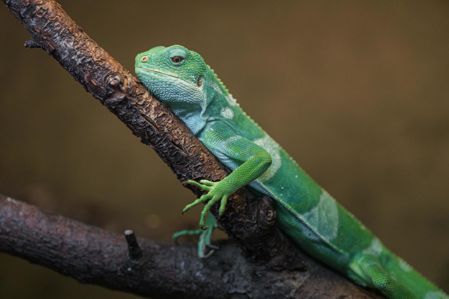 iguane à bandes fidjiennes photo