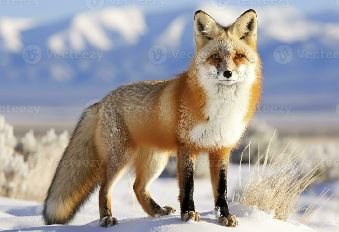 ai généré rouge Renard permanent sur neige. ai généré. photo