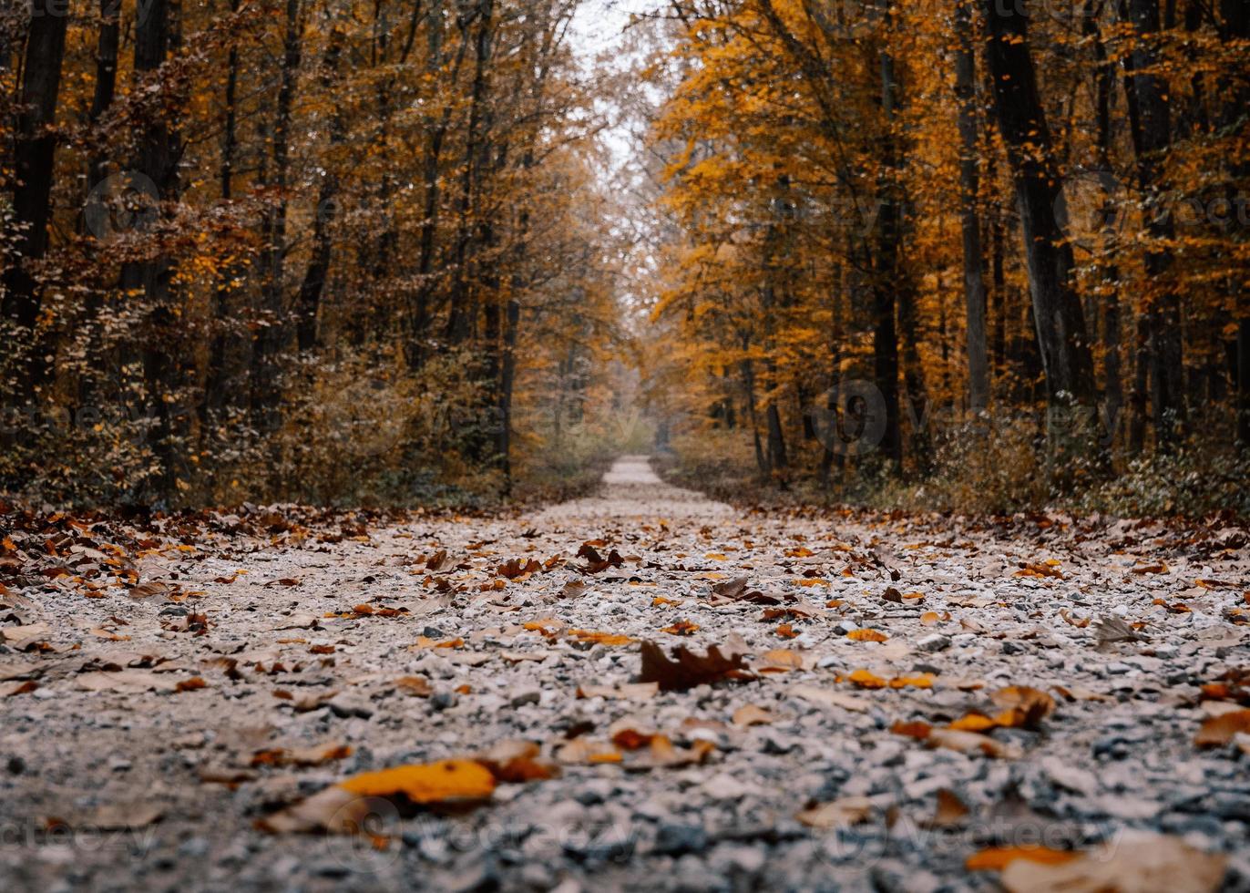 belle photo de forêt d'automne