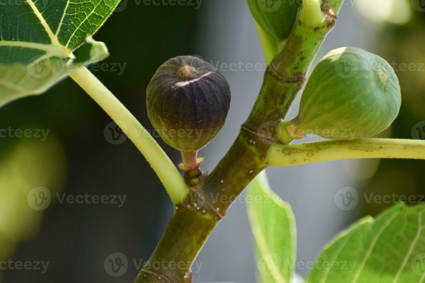 violet et vert figues fruit pendaison sur le branche de une figure arbre, ficus carica photo