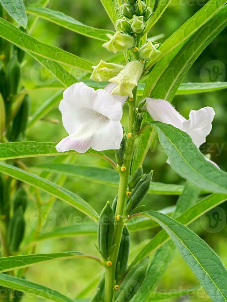 sésame fleur et des graines sur arbre. photo