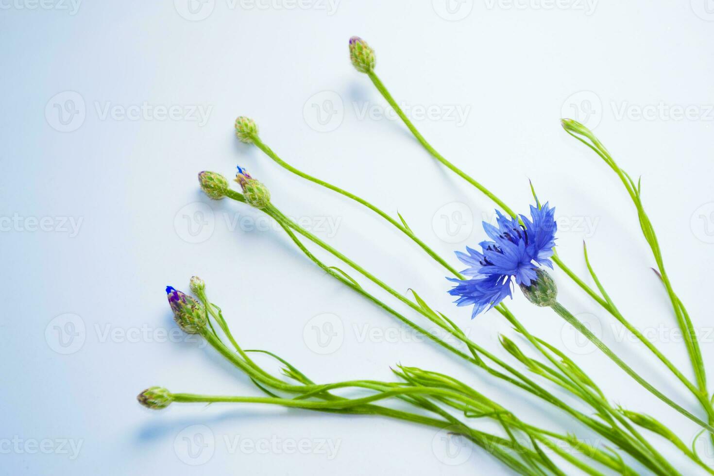 centaurée cyanus. bleu fleurs de bleuets. floral abstrait Contexte. photo