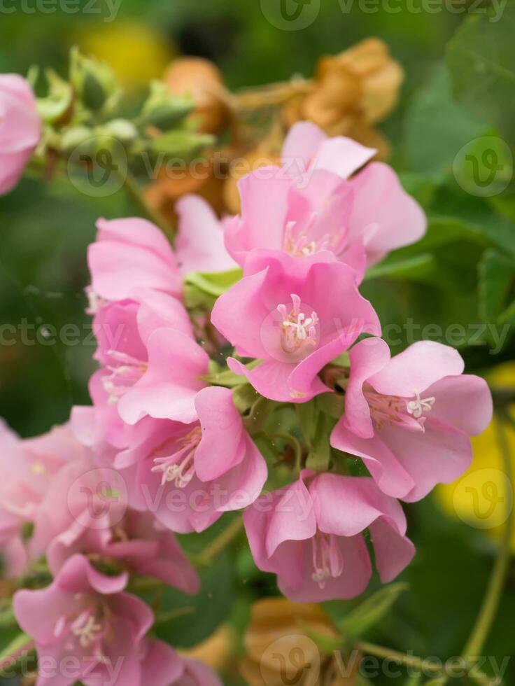 rose dombeya fleur sur arbre. photo