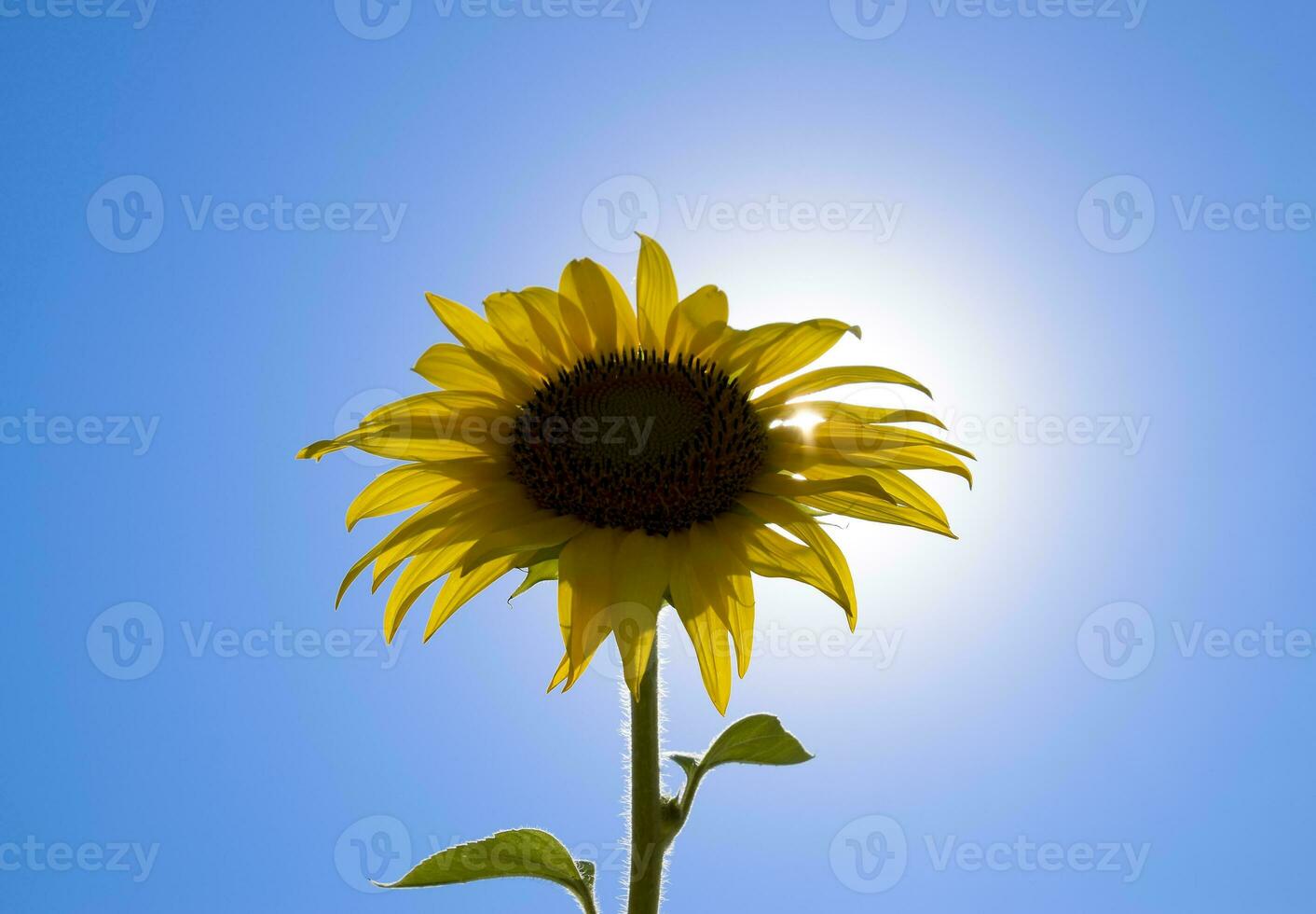 une épanouissement tournesol contre une bleu ciel et Soleil. photo