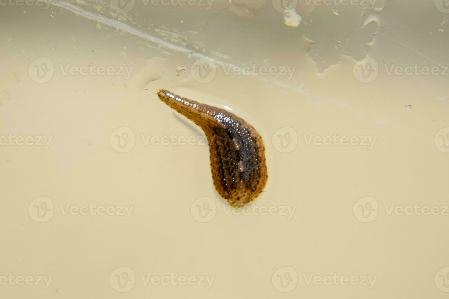 sangsue sur le verre. suceur de sang animal. sous-classe de les teignes de le à courroie classe. hirudothérapie photo