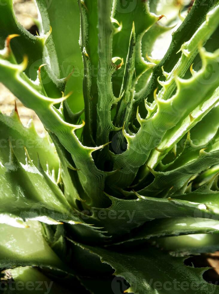 gros plan de plante succulente, épine et détail sur les feuilles de l'agave photo