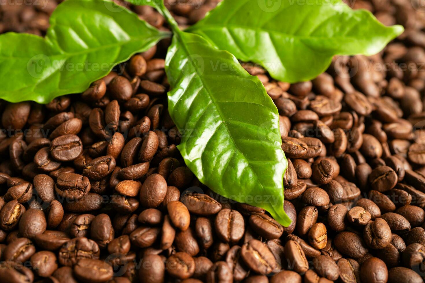 grain de café brun moyennement torréfié avec une feuille verte fraîche. photo