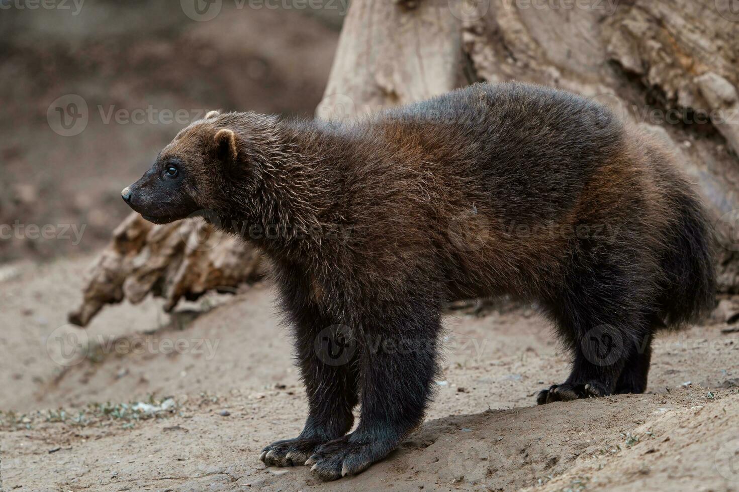 sibérien carcajou, gulo gulo dans la nature photo