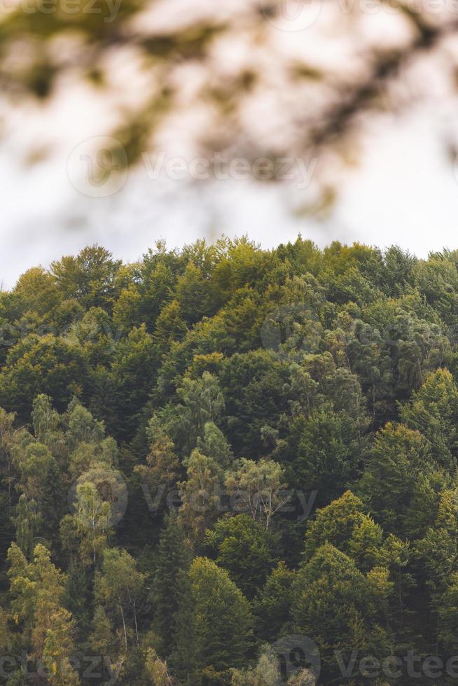 forêt d'automne par temps nuageux photo