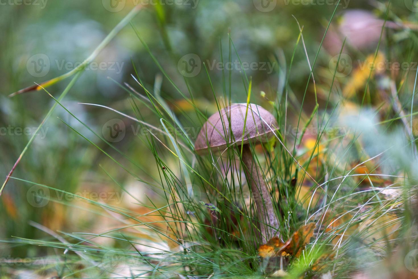 champignons forestiers dans l'herbe photo