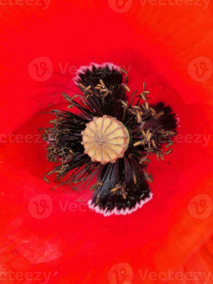 rouge coquelicot. coquelicot fleur proche en haut. Contexte pour salutation carte photo