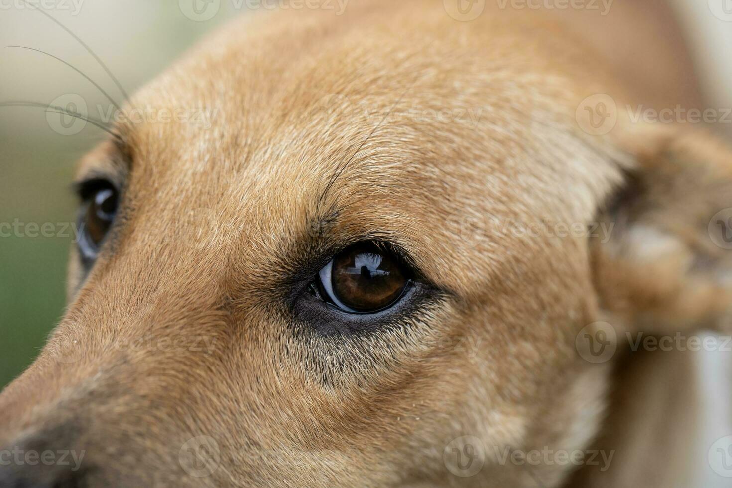 fermer œil marron chien ,1 ans vieux, doux concentrer photo