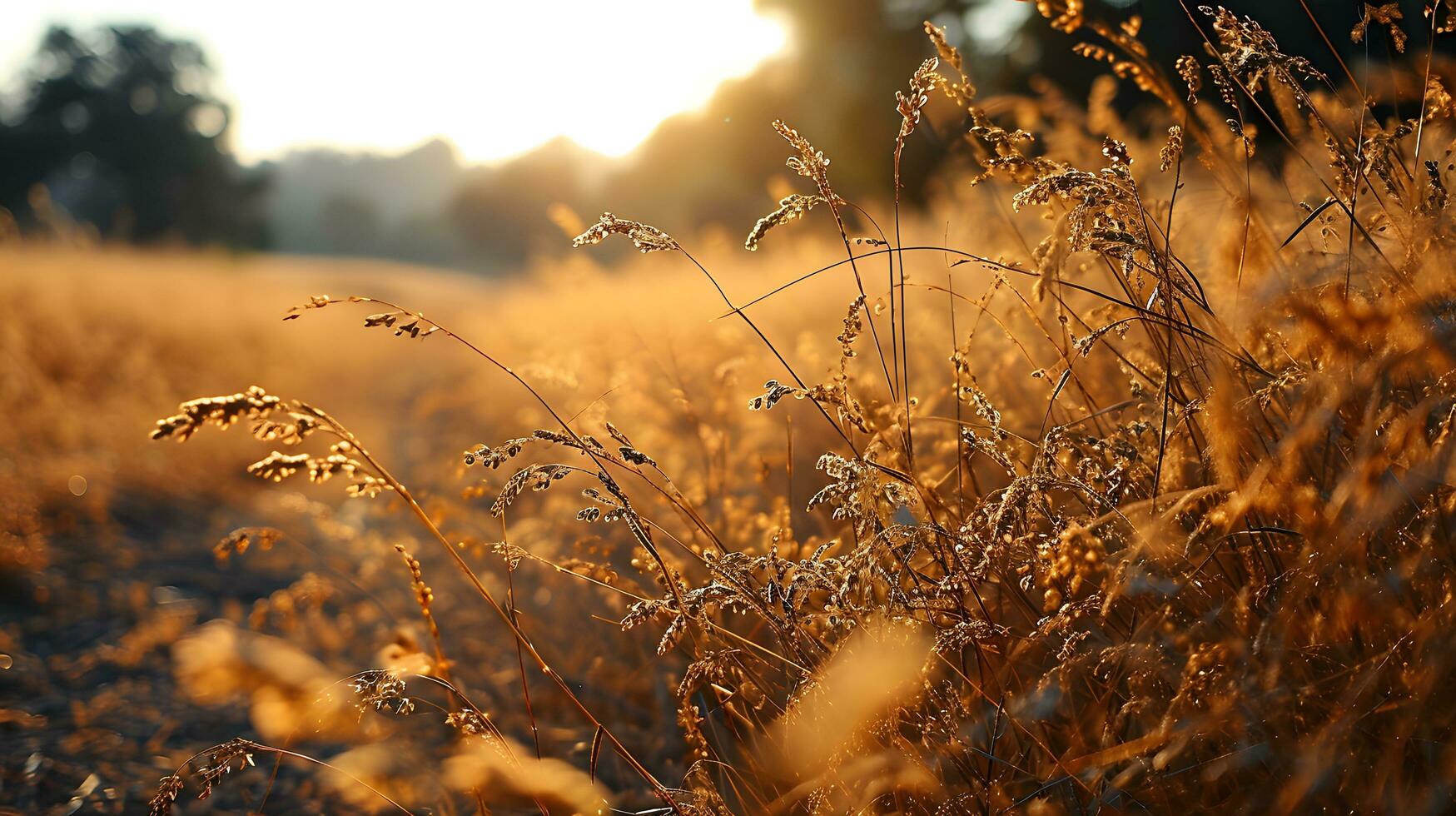 ai généré embrassé par la rosée sauvage herbe dans radiant Matin lumière photo