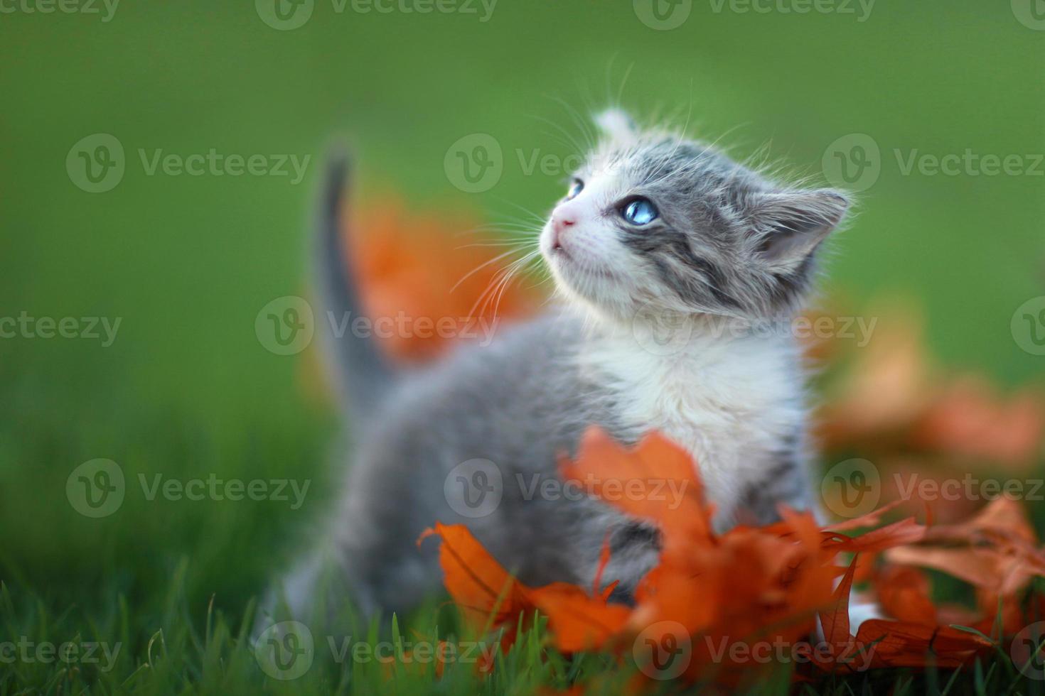 bébé chatons jouant à l'extérieur dans l'herbe photo