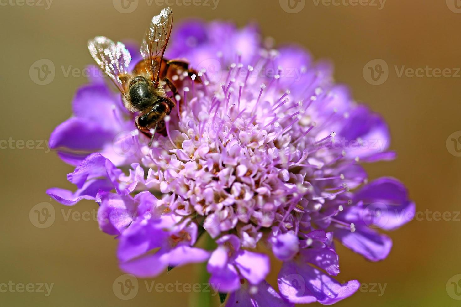 Macro image d'un bourdon sur une fleur photo