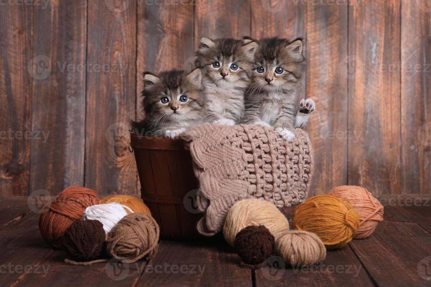 chatons avec des pelotes de laine en studio photo