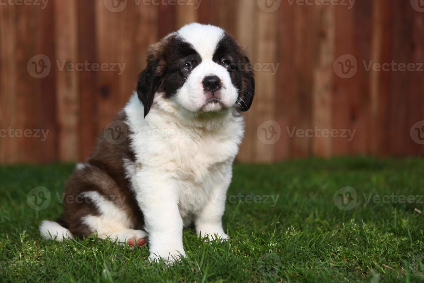 adorable chiot saint bernard photo