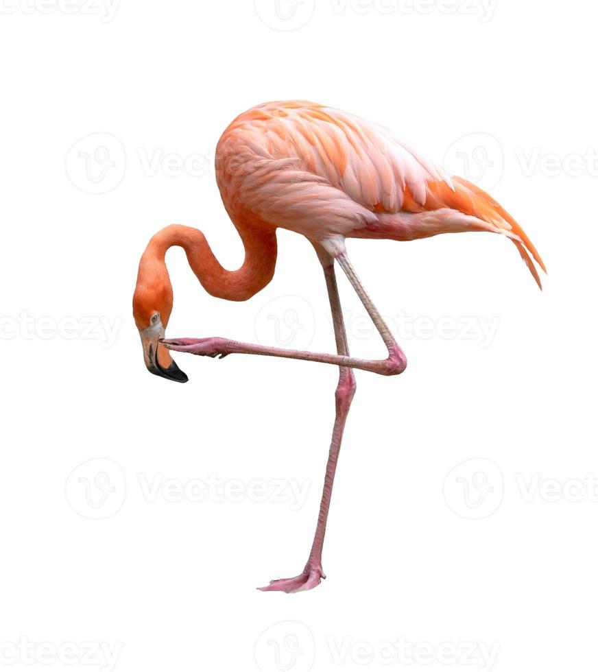 American flamingo bird Phoenicopterus ruber isolated on white photo