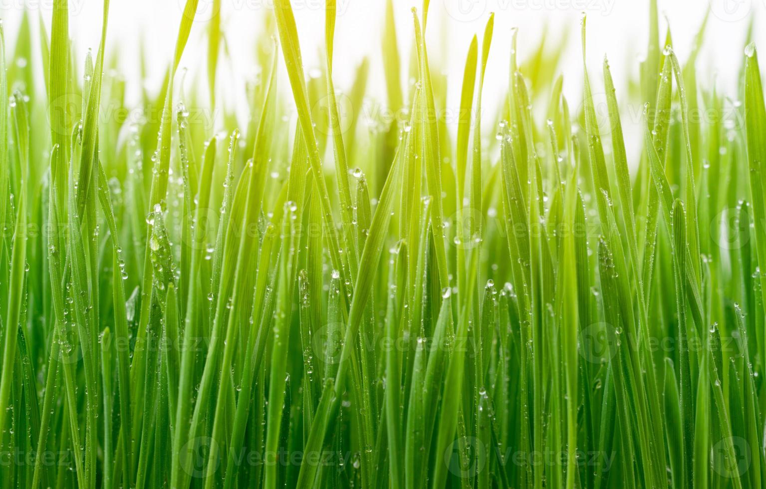 L'herbe de blé vert isolé sur fond blanc photo