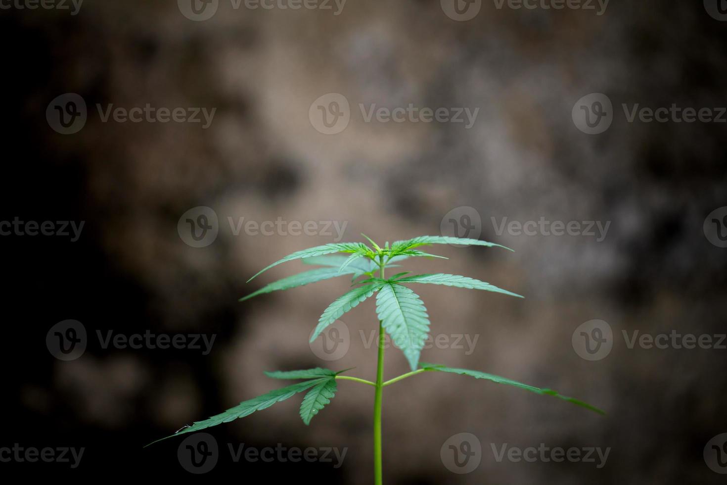 feuilles de marijuana fraîches photo