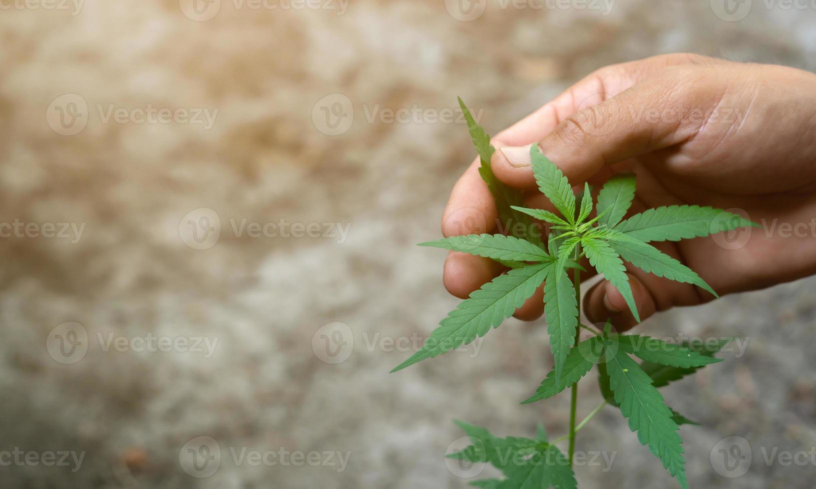 main tenant des feuilles de marijuana photo