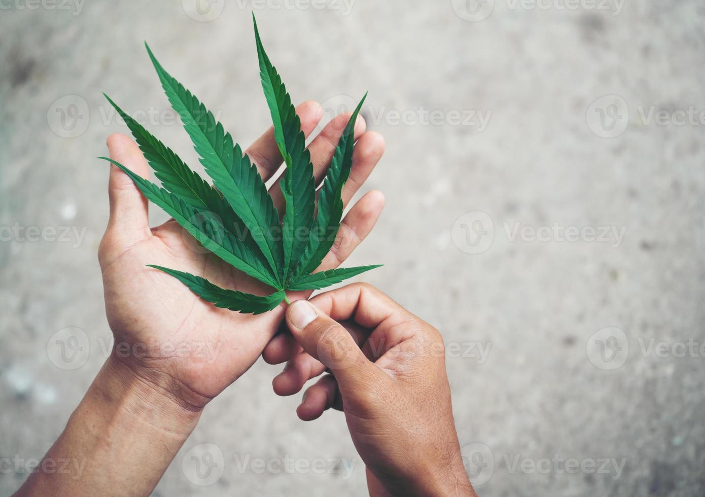main tenant une feuille de marijuana photo